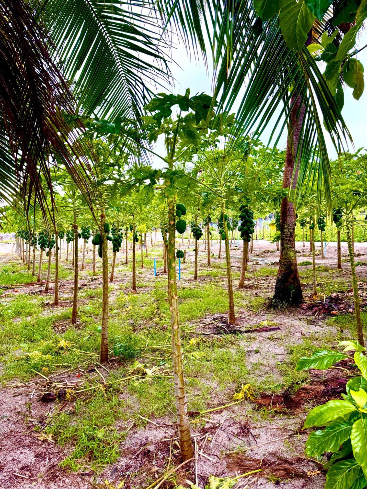 Sands Garden Hotel Thoddoo Exterior foto